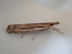 Crambus occidentalis