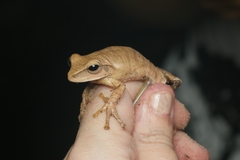 Boana multifasciata