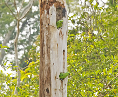 Graydidascalus brachyurus