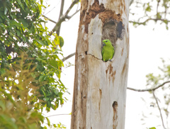 Graydidascalus brachyurus