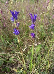 Gentiana decumbens