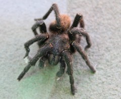 Harpactira