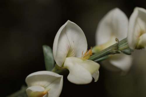 White spanishbroom (Cytisus multiflorus)