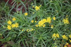 Senecio inaequidens