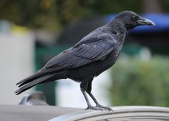 Corvus corone