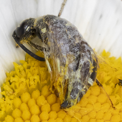 Parancistrocerus pensylvanicus