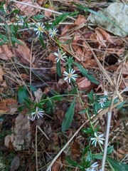 Symphyotrichum