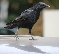 Corvus corone