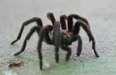 Harpactira