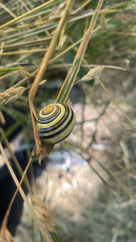 Cepaea