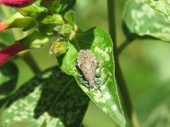 Hypselonotini