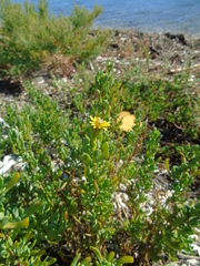 Limbarda crithmoides longifolia