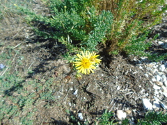 Limbarda crithmoides longifolia