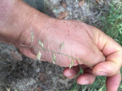 Bouteloua repens