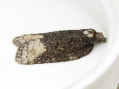 Acleris clarkei