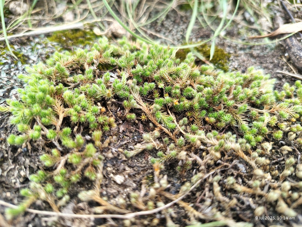 Selaginella wightii
