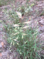 Bouteloua repens