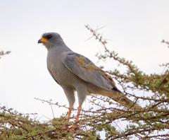 Melierax poliopterus