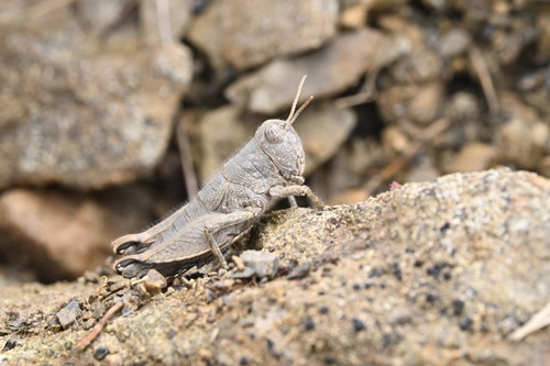 Sigaus nivalis photo 5