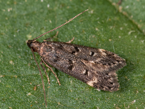 lichen crest photographed in Serbia