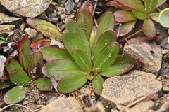 Epilobium crassum, photograph (c) Saryu Mae 前 朝琉, some rights reserved (CC BY)