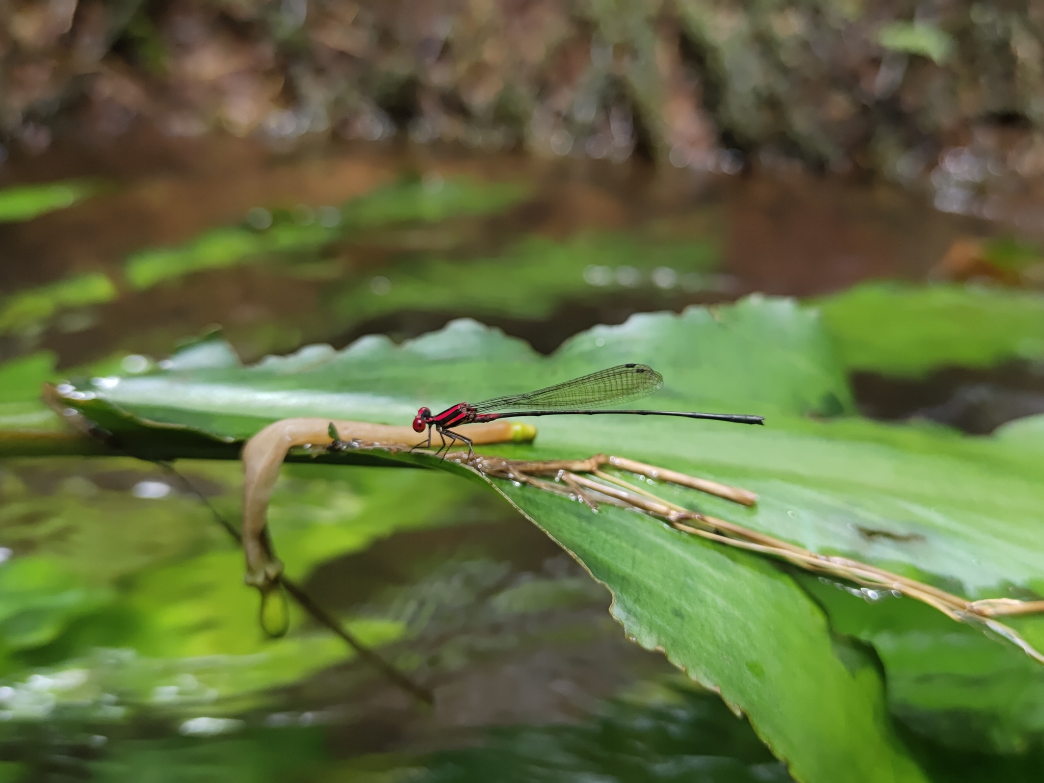 Malabar Threadtail