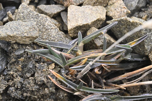 Poa buchananii, photograph 4