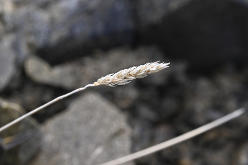Poa buchananii, photograph 3