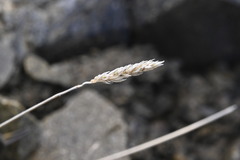 Poa buchananii, photograph (c) Saryu Mae 前 朝琉, some rights reserved (CC BY)