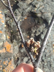 Acalitus calycophthirus