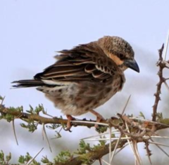 Plocepasser donaldsoni