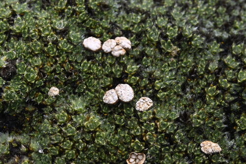 Veronica pulvinaris, photograph 6