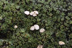 Veronica pulvinaris, photograph (c) Saryu Mae 前 朝琉, some rights reserved (CC BY)