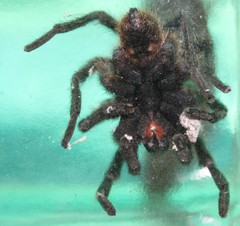 Harpactira