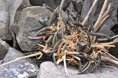 Poa buchananii, photograph (c) Saryu Mae 前 朝琉, some rights reserved (CC BY)