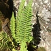 Fragrant Wood Fern - Photo no rights reserved, uploaded by Étienne Lacroix-Carignan