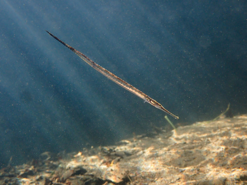 Kortstaart-zeenaald (Microphis brachyurus) — Syngnathidae