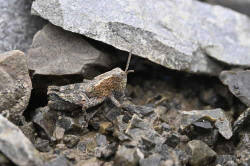Sigaus nivalis photo 6
