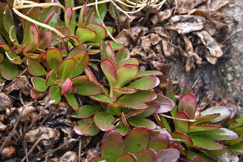 Epilobium crassum, photograph 5