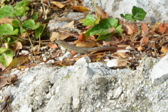 Podarcis siculus