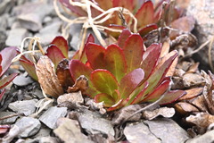 (c) Saryu Mae 前 朝琉, some rights reserved (CC BY) Epilobium crassum, photograph (c) Saryu Mae 前 朝琉, some rights reserved (CC BY)