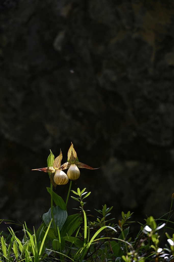 Cypripedium farreri W.W.Sm. 2