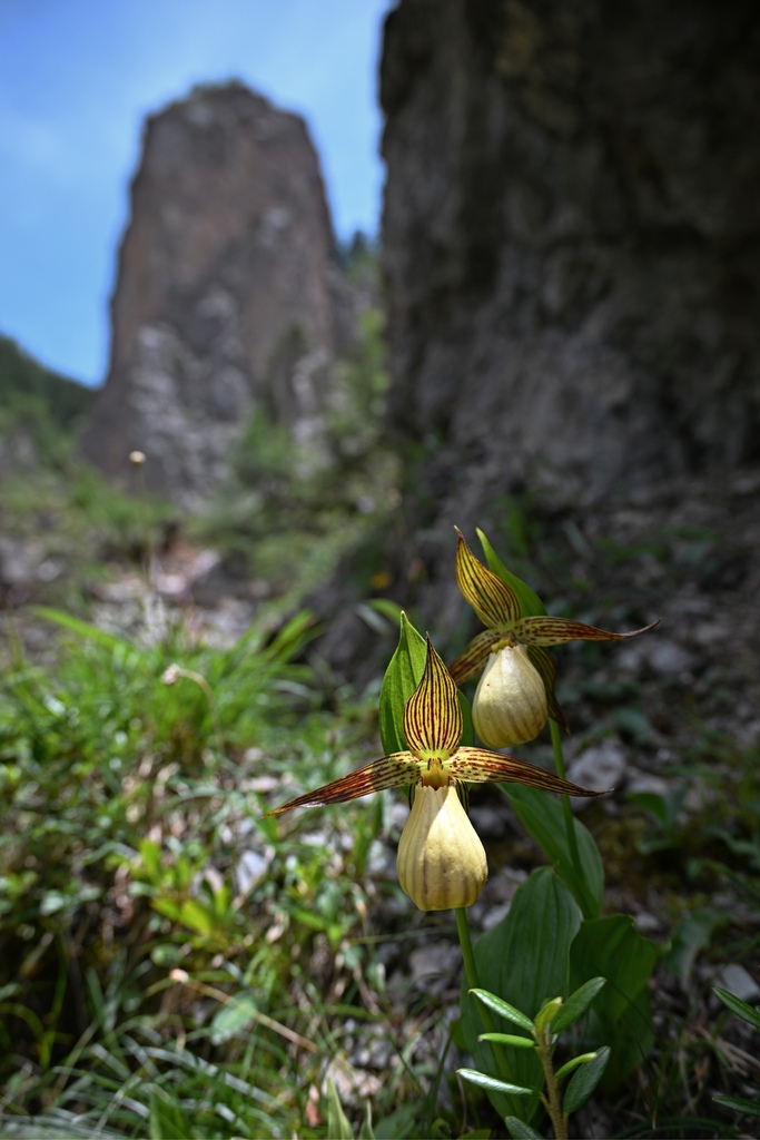 Cypripedium farreri W.W.Sm.