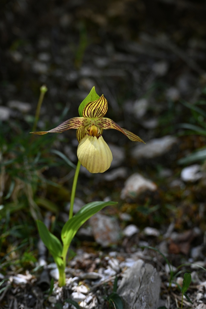 Cypripedium farreri W.W.Sm. 3