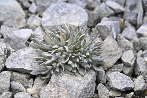 Stellaria roughii, photograph 2