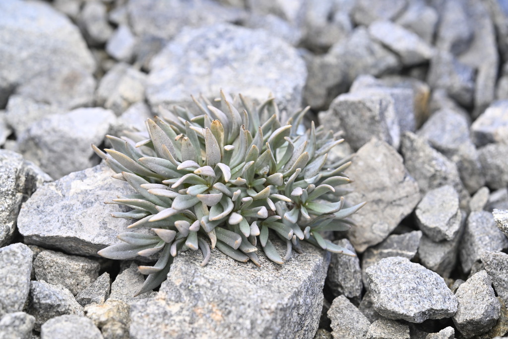 Stellaria roughii; photograph (c) Saryu Mae 前 朝琉, some rights reserved (CC BY)