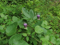 Clematis ouachitensis