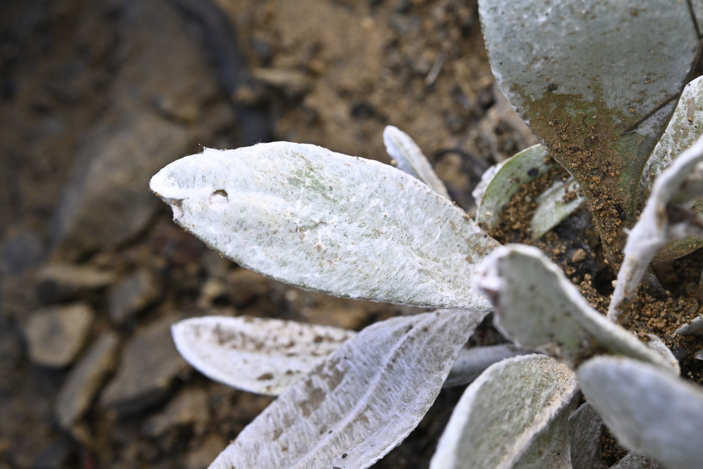 Craspedia lanata; photograph (c) Saryu Mae 前 朝琉, some rights reserved (CC BY)