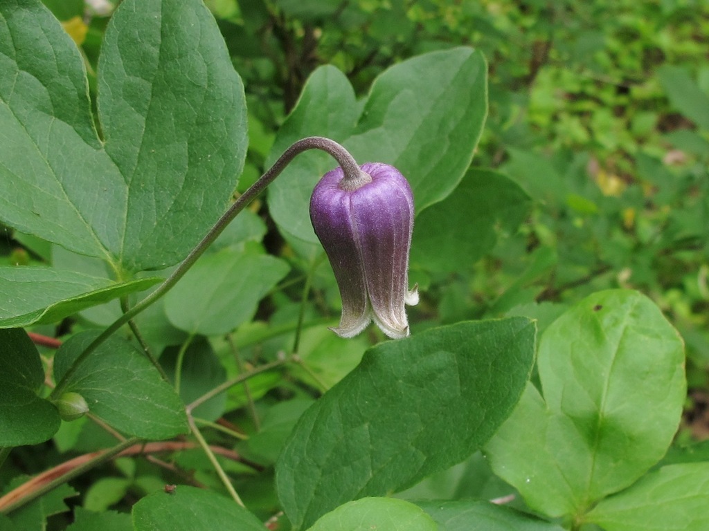 Clematis ouachitensis