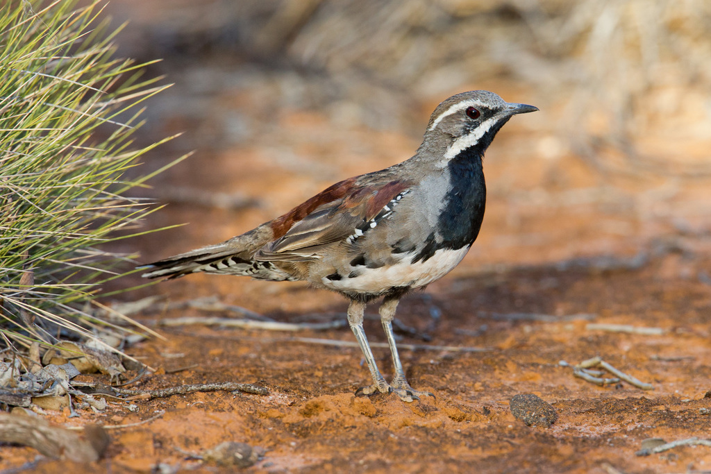 Chestnut Quail-Thrush